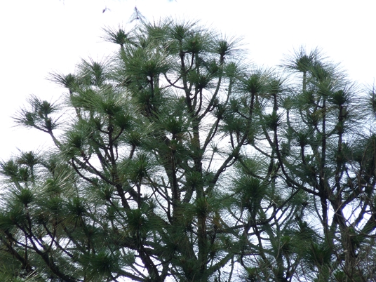 {Pinus palustris}